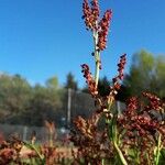 Rumex acetosellaBlomma