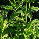 Silphium perfoliatum عادت داشتن