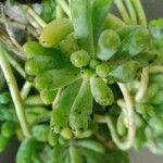 Sedum pachyphyllum Liść