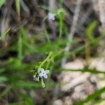 Oldenlandia lancifolia Квітка