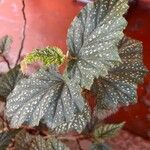 Begonia aconitifolia Blad