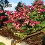 Clerodendrum umbellatum Habit