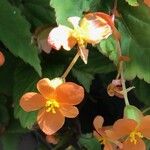 Begonia sutherlandii Flor