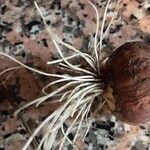Allium cepa Otro