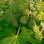 Fatsia japonicaVirág