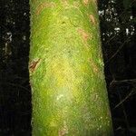 Poecilanthe hostmannii Corteza