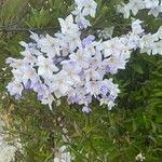 Solanum bonariense Flower