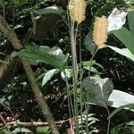 Calathea lasiostachya Hábito