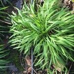 Brachypodium pinnatum पत्ता