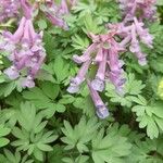 Corydalis solidaफूल