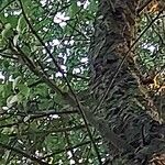 Quercus suber Máis