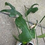 Philodendron panduriforme Leaf