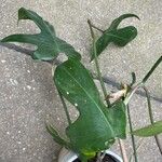 Philodendron panduriforme List