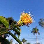 Stifftia chrysantha Fleur