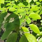 Cornus rugosa Blatt