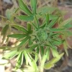 Staphisagria macrosperma ᱥᱟᱠᱟᱢ