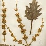 Salvia argentea Costuma