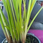 Cyperus haspan Rinde