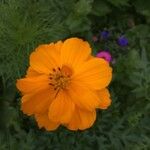 Cosmos sulphureus फूल