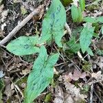 Arum maculatum Frunză