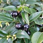 Sarcococca orientalis Fruit