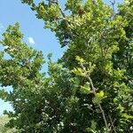 Quercus pubescens ᱥᱟᱠᱟᱢ