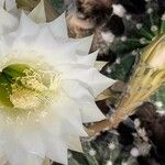 Echinopsis oxygona Квітка