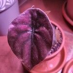 Alocasia cuprea Blatt