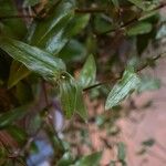 Gibasis pellucida Blatt