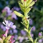 Plumbago europaea Цветок