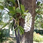 Dendrobium speciosum Foglia