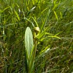 Ranunculus lingua Blomma