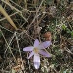 Colchicum filifolium 花