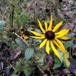 Rudbeckia fulgida 花