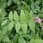 Vicia sepium 葉