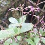 Neomirandea parasitica Flower