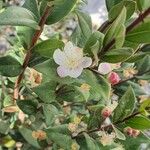 Myrtus communis Çiçek