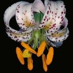 Lilium kelloggii Flower