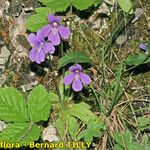 Pinguicula longifolia Hábito