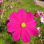 Cosmos bipinnatus ᱵᱟᱦᱟ