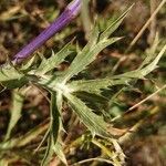 Eryngium amethystinum Листок