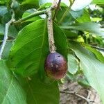 Capparis micracantha Fruto