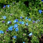 Glandora prostrata 形態