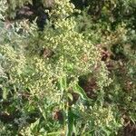 Chenopodiastrum hybridum 花