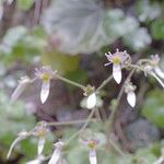 Saxifraga stolonifera Blomst