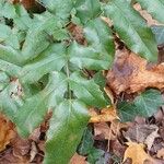 Mahonia aquifolium Folla