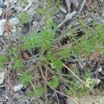 Scandix australis Diğer