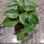 Peperomia serpens Lapas