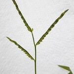 Urochloa panicoides Flor