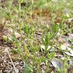 Linaria arenaria Kvet